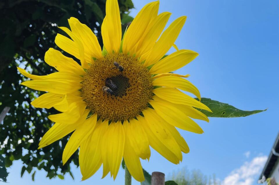 Systemischer Aufstellungstag - Die Kraft des Sommers